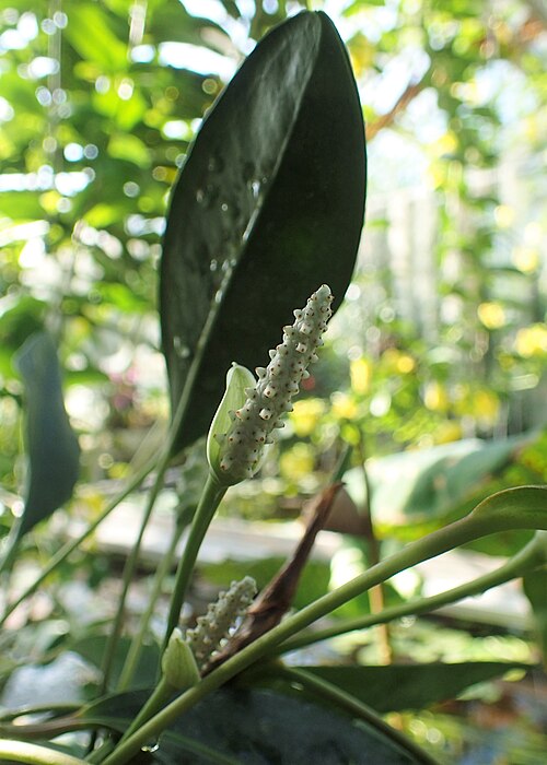 Anthurium obtusum: Anthurium trinerve in botanical garden in Kraków