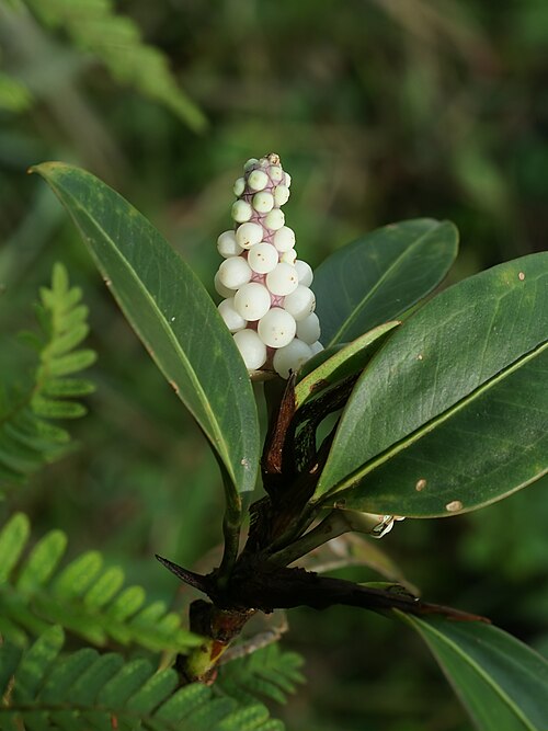 Anthurium obtusum: Pearl Laceleaf close to Volcano Arenal, Costa Rica.