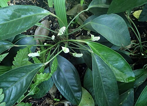 Anthurium obtusum: Anthurium obtusum in the Missouri Botanical Garden, St. Louis