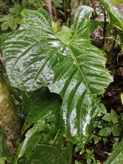 Anthurium ochranthum (Anthurium ochranthum)