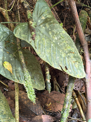 Anthurium ochranthum (Anthurium ochranthum)