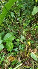 Anthurium ochranthum (Anthurium ochranthum)