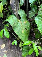 Anthurium ochranthum (Anthurium ochranthum)