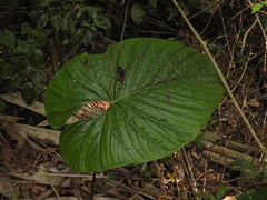 Anthurium ochranthum (Anthurium ochranthum)