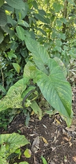 Anthurium ochranthum (Anthurium ochranthum)