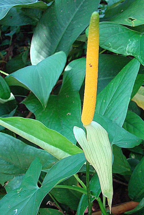 Anthurium ochranthum: From Bastimentos Island, northwestern Panama. Unusually fragrant. In context at www.dixpix.ca/meso_america/Flora/aroids/index.html