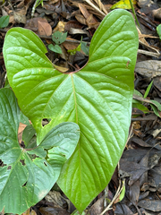 Anthurium ochranthum (Anthurium ochranthum)