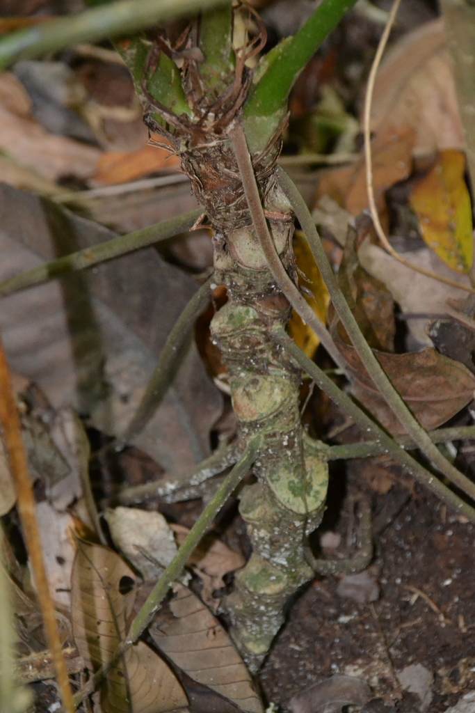 Anthurium ochranthum (Anthurium ochranthum)