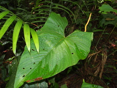 Anthurium ochranthum (Anthurium ochranthum)