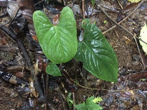 Anthurium ochranthum (Anthurium ochranthum)
