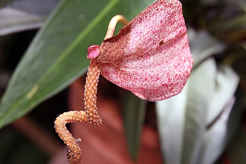 Anthurium scherzerianum: Location taken: United States Botanic Garden, Washington D.C.. Names: Anthurium scherzerianum 'Rothschildianum' Classification: Plantae > Angiosperms > Monocots