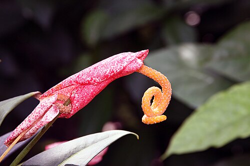 Anthurium scherzerianum: Location taken: United States Botanic Garden, Washington D.C.. Names: Anthurium scherzerianum 'Rothschildianum' Classification: Plantae > Angiosperms > Monocots