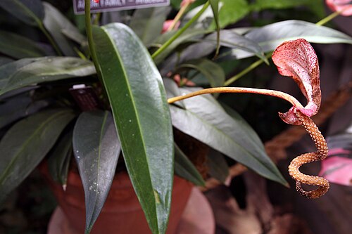 Anthurium scherzerianum: Location taken: United States Botanic Garden, Washington D.C.. Names: Anthurium scherzerianum 'Rothschildianum' Classification: Plantae > Angiosperms > Monocots