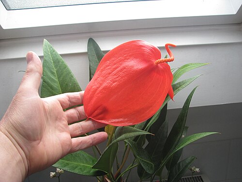 Anthurium scherzerianum: Rescued a while back from the (now ex) in-laws' where it was languishing on their landing.