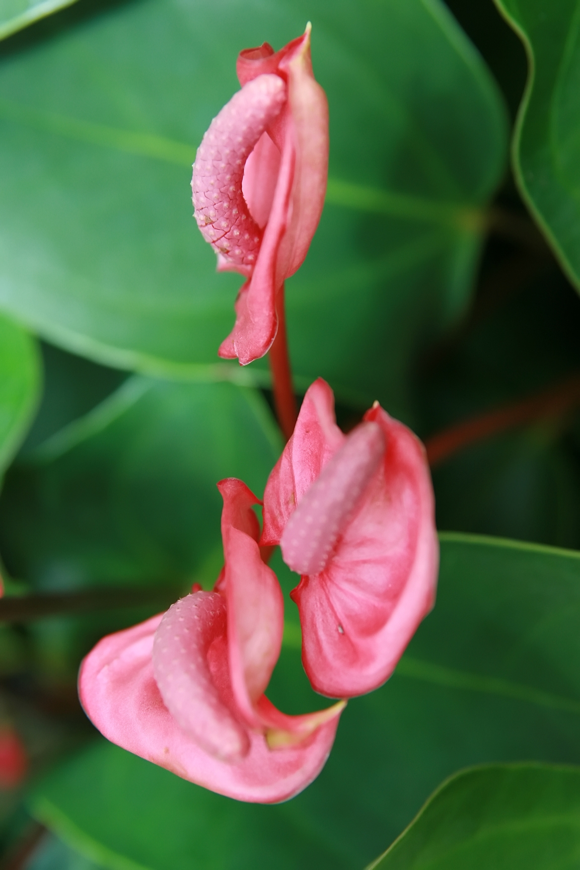 Anthurium scherzerianum: Location taken: Behnke Nurseries, Beltsville, MD USA. Names: Anthurium scherzerianum 'Red Hot' , Flamingo Flowe Classification: Plantae > Angiosperms > Monocots