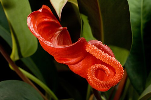 Anthurium scherzerianum: Anthurium scherzerianum inflorescence, located indoors. Camera data Camera Canon EOS 400D Lens Canon EF 70-200mm f4L w/ 12mm extension tube Flash Shoot through