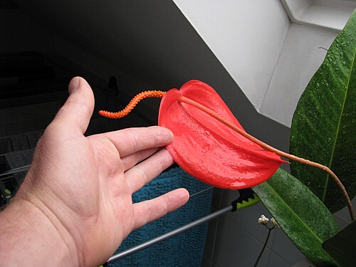Anthurium scherzerianum: Anthurium scherzerianum