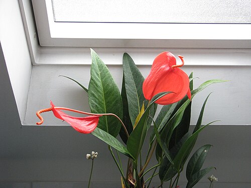 Anthurium scherzerianum: Anthurium scherzerianum