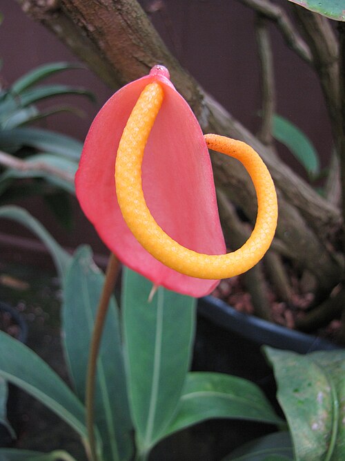 Anthurium scherzerianum: Anthurium scherzerianum (Pigtail anthurium) Flower corkscrew orange at Kula Botanical Garden, Maui, Hawaii. March 07, 2011 #110307-2839 Image Use Policy
