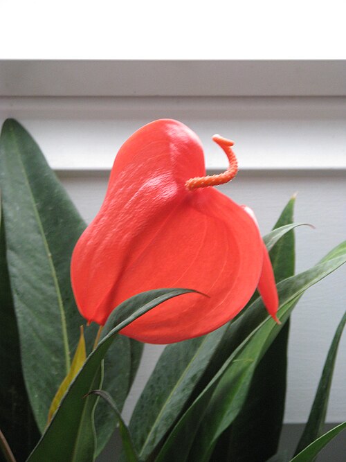 Anthurium scherzerianum: I know it's just a common old thing but I'm very pleased with how it's doing