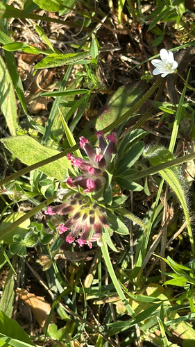 Common kidneyvetch (Anthyllis vulneraria)