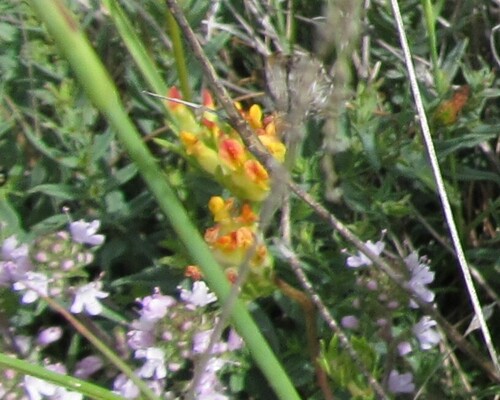 Common kidneyvetch (Anthyllis vulneraria)