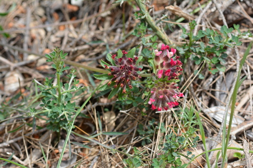 Common kidneyvetch (Anthyllis vulneraria)