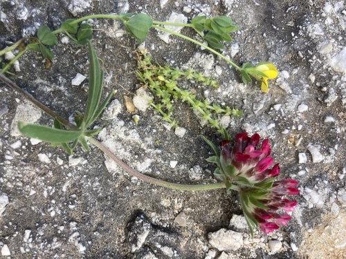 Common kidneyvetch (Anthyllis vulneraria)