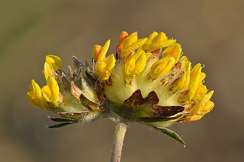 Common kidneyvetch: Common kidneyvetch inflorescence