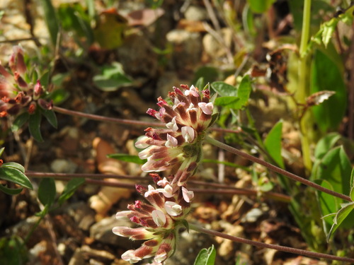 Common kidneyvetch