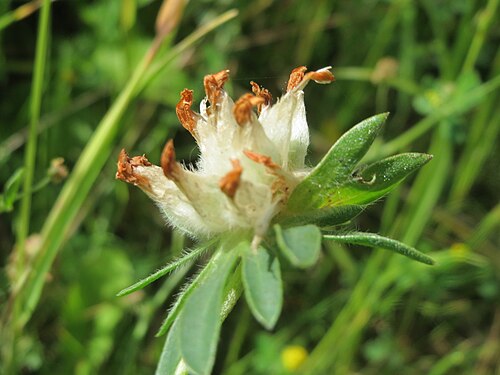 Common kidneyvetch: Echter Wundklee ( Anthyllis vulneraria ) in Saarbrücken