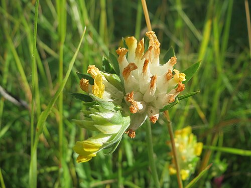 Common kidneyvetch: Echter Wundklee ( Anthyllis vulneraria ) bei Nußloch