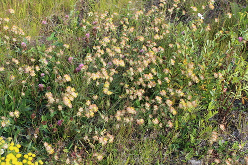 Common kidneyvetch (Anthyllis vulneraria)