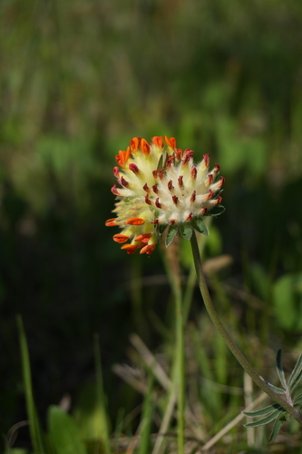 Common kidneyvetch (Anthyllis vulneraria)