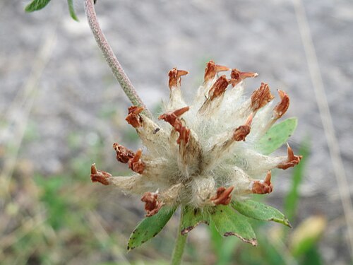Common kidneyvetch: Echter Wundklee ( Anthyllis vulneraria ) in Saarbrücken