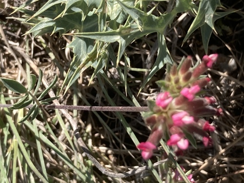 Common kidneyvetch (Anthyllis vulneraria)