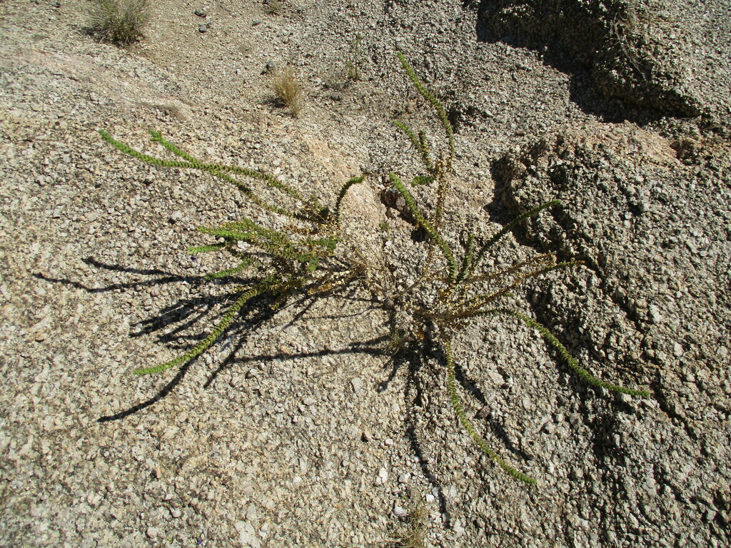 Anticharis imbricata (Anticharis imbricata)