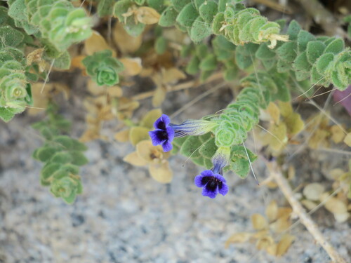 Anticharis imbricata (Anticharis imbricata)