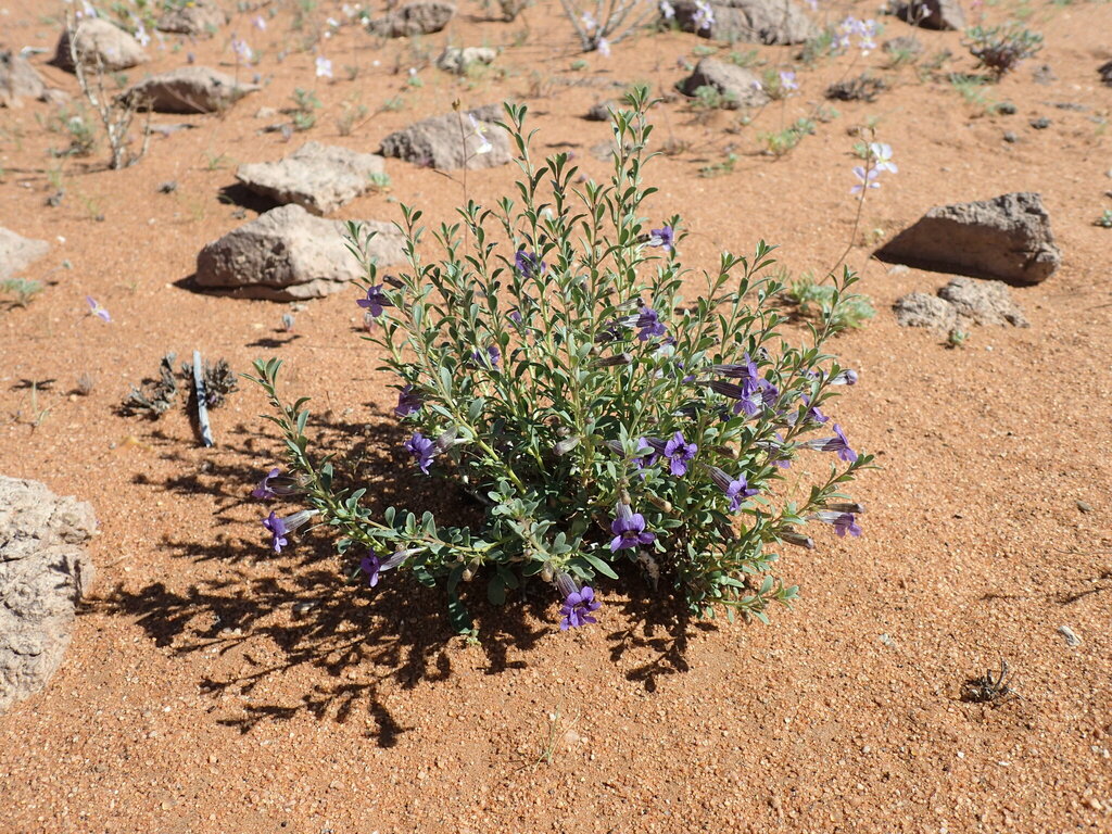 Anticharis namibensis (Anticharis namibensis)