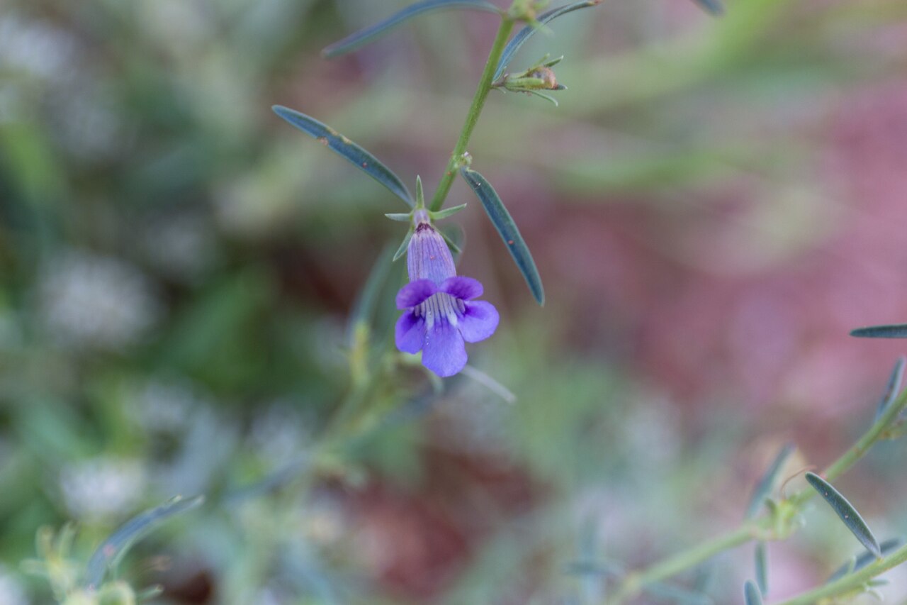 Anticharis senegalensis: Anticharis senegalensis-0997