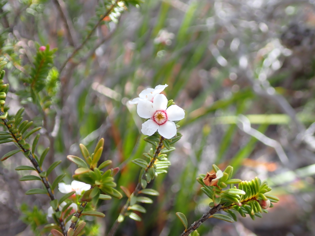 Anticoryne diosmoides (Anticoryne diosmoides)