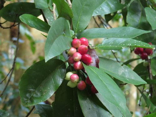 Bignay (Antidesma bunius)