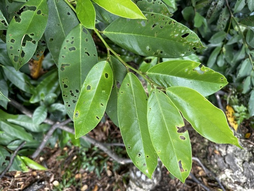 Bignay (Antidesma bunius)