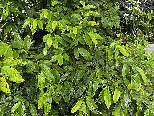 Bignay: Salamander-tree ( Antidesma bunius ) in Singapore