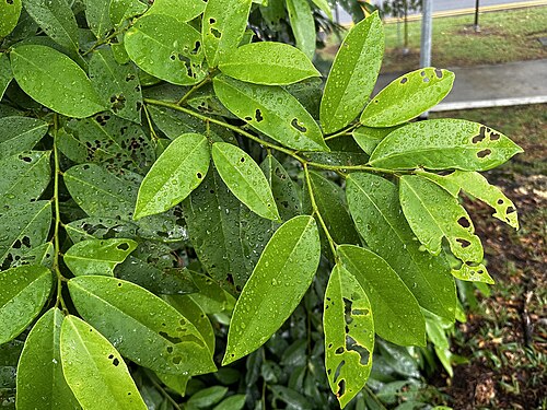 Bignay: Salamander-tree ( Antidesma bunius ) in Singapore
