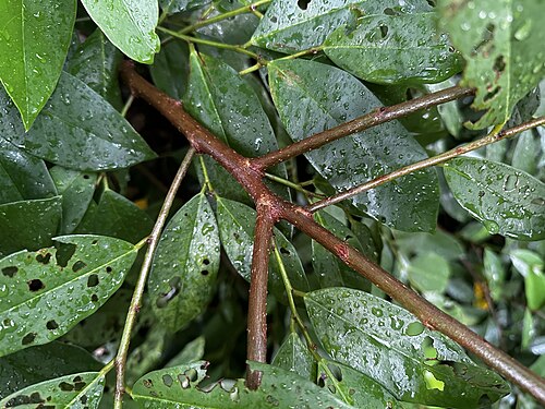 Bignay: Salamander-tree ( Antidesma bunius ) in Singapore