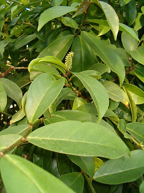 Bignay: Antidesma bunius Leaves and Flowers, Botanical Gardens Berlin