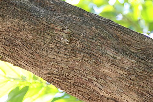 Bignay: Location taken: Fairchild Tropical Botanic Garden, Miami, FL USA. Names: Antidesma bunius (L.) Spreng., Antidesme, Antydesma wawrzynolistna, Bignai, Bignay, Bug