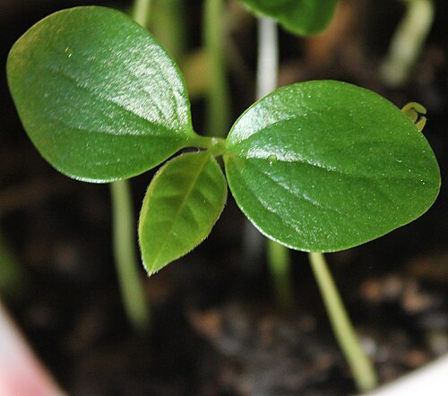 Antidesma puncticulatum: Antidesma thwaitesianum sprouting.