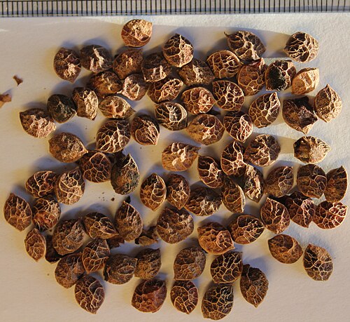 Antidesma puncticulatum: Antidesma thwaitesianum seeds.